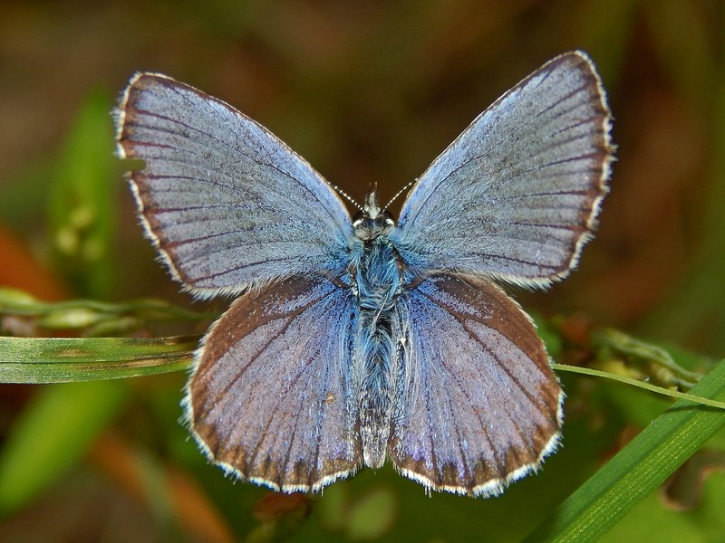 Plebejus argyrognomon